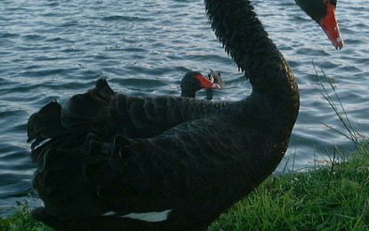 13 Black Swans Swirling Above The US Economy