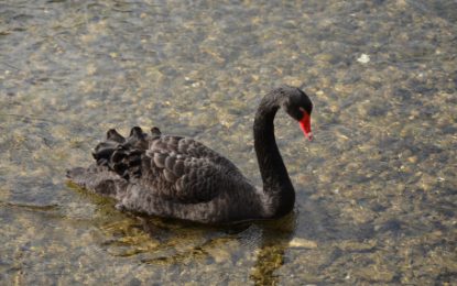 EC
                        
                        Investing In A World Of Black Swans