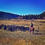 Even Fire Roosters Stop When The Cows Come Home