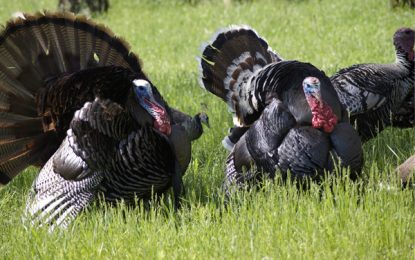 Gobble, Gobble: Thanksgiving Dinners Stuffed With Savings Despite Rising Fuel Costs