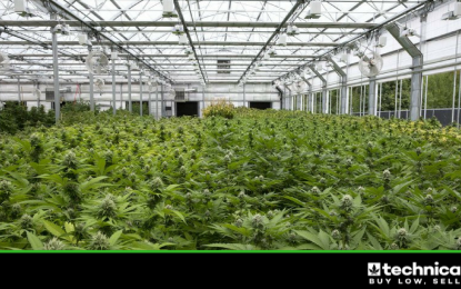 Canopy Growth Corp. Will Support Growers Impacted By Aurora’s Acquisition Of Larrsen