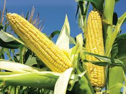 E
                                                
                        Corn Prices Remain Bullish