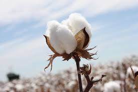 E
                                                
                        Cotton Prices Break 4 Day Losing Streak