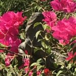 The Bullish Iguana Enjoys The Midday Sun