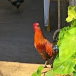 I Bet You Miss The Market’s Over-Confident Rooster