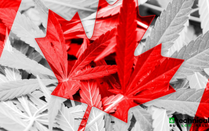 3 Canadian Cannabis Leaders To Watch This Week