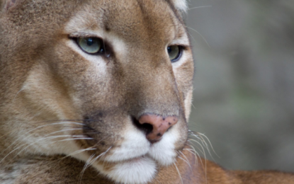 Puma Biotech: Is It Time For This Kitty To Roar?