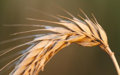 Hard Red Winter Wheat: Buying Weekly Pullbacks