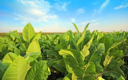 Fresh Analysis: British American Tobacco