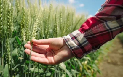 Grains Report For July 9