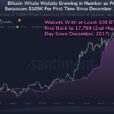 Bitcoin Whales On The Rise As Market Sees Price Boom – What It Means